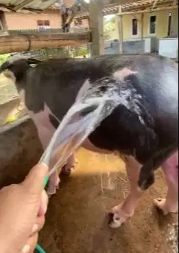 kerbau bule belang hitam putih 3 thn jantan langka koleksian exotik ok