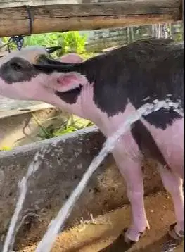 kerbau bule exotik belang hitam putih 3 thn langka koleksi exotik unik