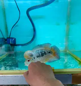 Ikan Louhan Cencu