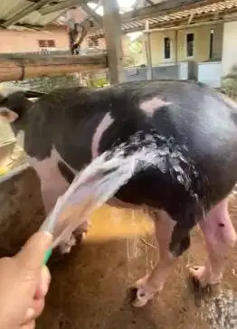 kerbau bule jantan 3 thn hitam putih siap koleksian exotik unik manteb