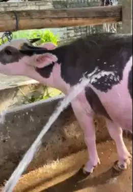 kerbau bule jantan 3 thn hitam putih siap koleksian exotik unik manteb