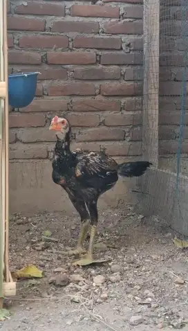 Anakan Pamagon semi bulbi