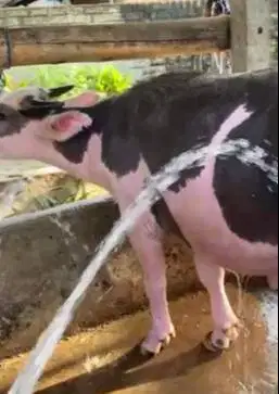 kerbau belang bule 3 thn hitam putih exotik langka siap piara rawatan