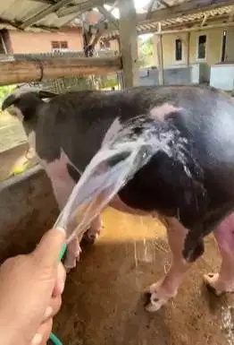 kerbau belang bule 3 thn hitam putih exotik langka siap piara rawatan