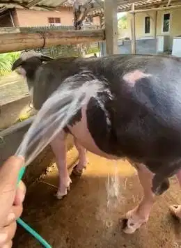 kerbau belang colang bule hitam putih jantan 3 thn koleksian exotik ok