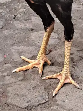 Ayam bangkok remaja