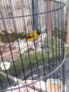 Di jual burung kutilang sutra