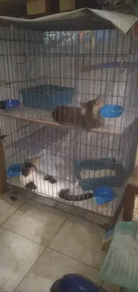 Kandang kucing besi ukuran jumbo