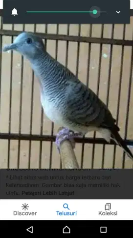 Perkutut Bangkok Doble ketek