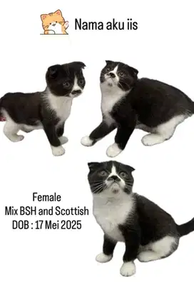 Kitten Kucing ras BSH dan Mix BSH x Scottish