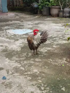 Ayam serama sepasang