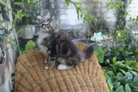 Kitten Marble persia medium