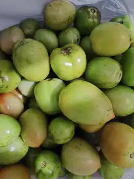 Tomat Buah Sayur Petikan Sore 24/8/25 Fresh 3kg Murah