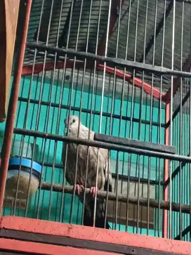 Derkuku leopard jantan ada video
