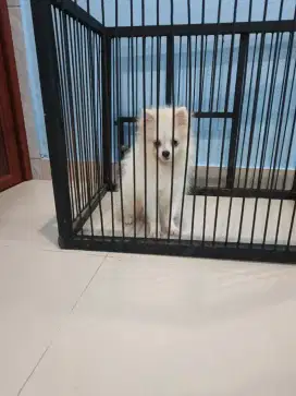 Anjing Mini Pom Jantan Party Color 5 bulan