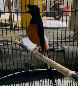 Burung murai medan gacor