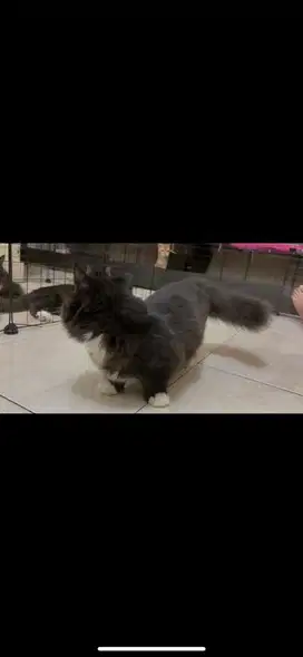 Lepas kitten munchkin