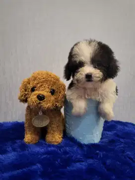 Tiny poodle party white gray