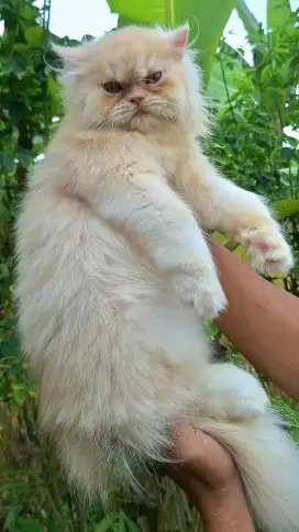 KUCING PERSIA FLATNOSE JANTAN 4 BULAN BICOLOR CREAM