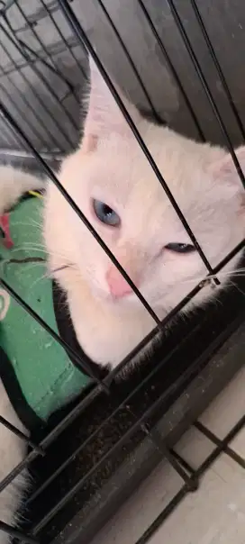 Kucing Lokal mata biru