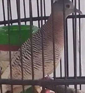 Perkurut Golden Gacor