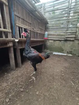 ayam Bangkok pamangon