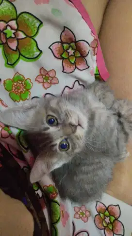 Open Adopt Kitten Free