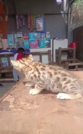 kitten B3n9al jantan