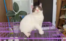 Kucing bsh british shorthair anakan ped jantan betina