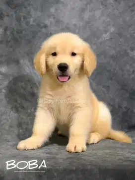 Golden Retriever Puppy Jantan ( Boba )