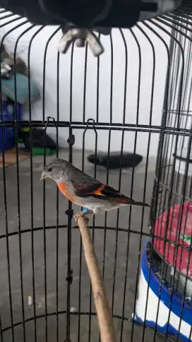 Burung Red siskin