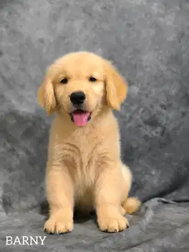 Golden Retriever Puppy Jantan ( Barny )