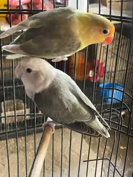 Sepasang Lovebird