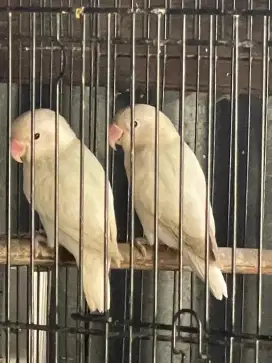 Burung Lovebird sepasang putih