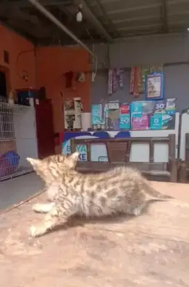 Kitten B3n9al spotted