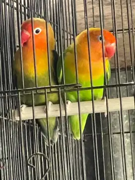 Burung Lovebird sepasang