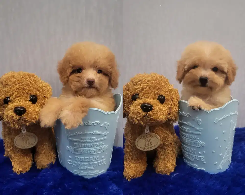 Tiny toy poodle High Quality