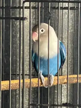 Burung lovebird jantan tulen