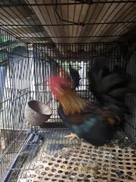 Ayam Kate Jantan