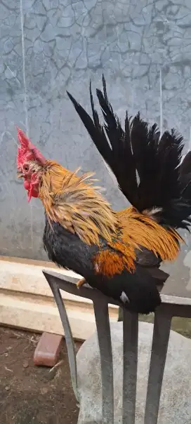 Ayam Kate  Jantan