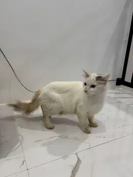 Kucing persia betina Indukan