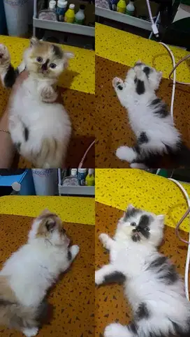 open adop kitten 2 bln