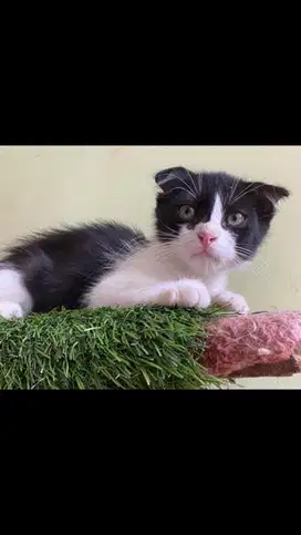 Kitten scottish fold jantan
