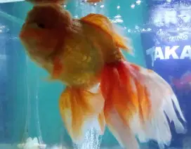 Ikan koki oranda jambul