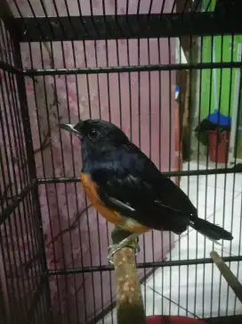 Burung murai batu