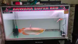 Jual Ikan Arwana Super Red dan Aquarium 120x60x60