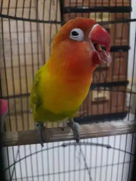 Lovebird jantan melet lipsing di Bogor