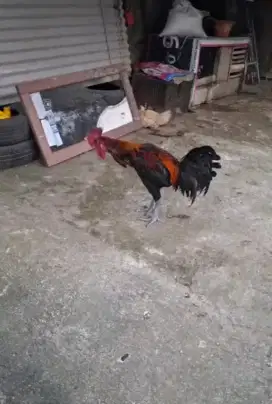 AYAM PELUNG CIANJUR SUARA PANJANG ADEM