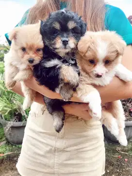 Anak anjing pomeranian mix poodle 1,5 bulan betina