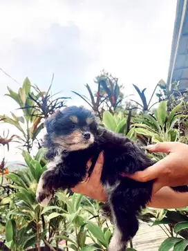 Anak anjing pomeranian mix poodle 1,5 bulan betina